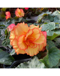 Begonia Tubereux Chameleon Red Yellow