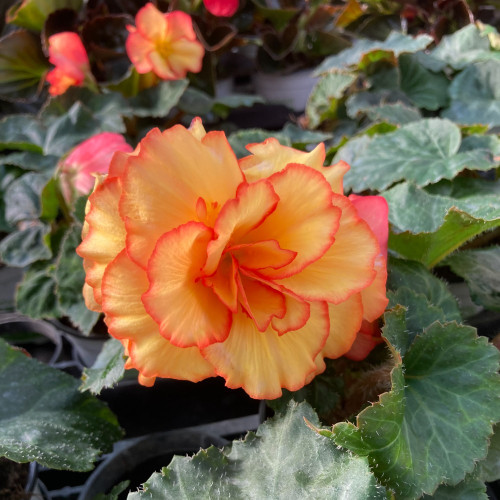 Begonia Tubereux Chameleon Red Yellow