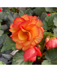 Begonia Tubereux Chameleon Red Yellow