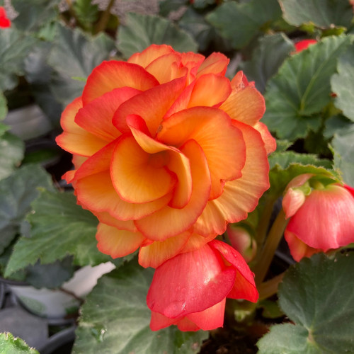 Begonia Tubereux Chameleon Red Yellow