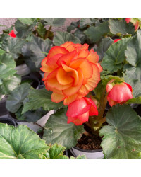 Begonia Tubereux Chameleon Red Yellow