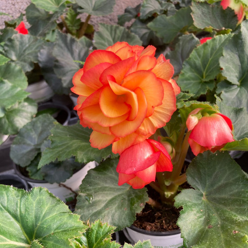 Begonia Tubereux Chameleon Red Yellow