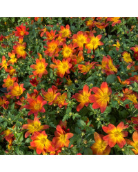Bidens Taka Tuka M Red Yellow Center