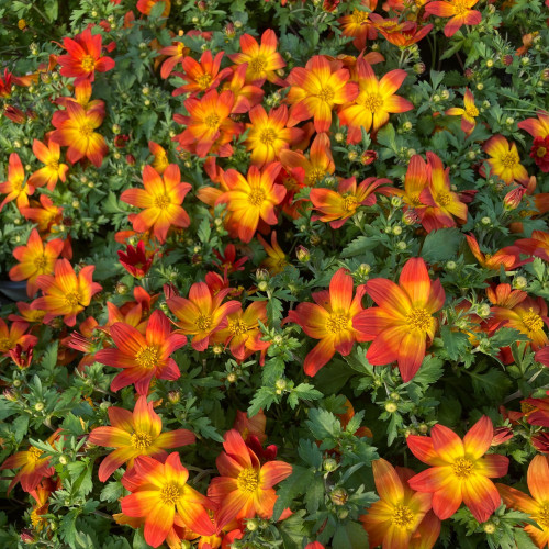 Bidens Taka Tuka M Red Yellow Center