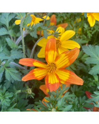 Bidens Taka Tuka M Red Yellow Center