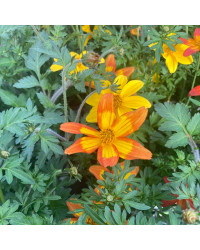Bidens Taka Tuka M Red Yellow Center