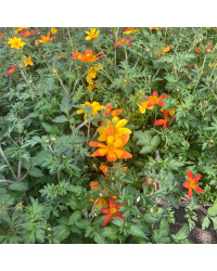 Bidens Taka Tuka M Red Yellow Center