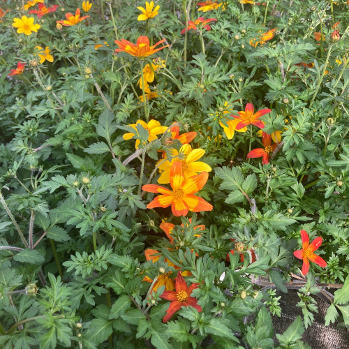 Bidens Taka Tuka M Red Yellow Center