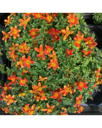 Bidens Taka Tuka M Red Yellow Center