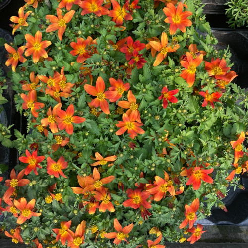 Bidens Taka Tuka M Red Yellow Center