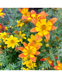 Bidens Taka Tuka M Red Yellow Center