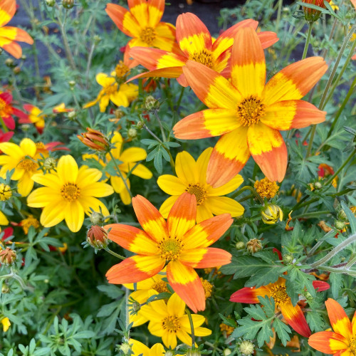 Bidens Taka Tuka M Red Yellow Center