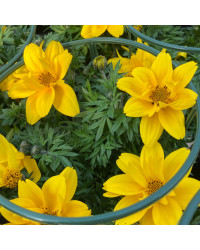 Bidens Ferulifolia Solaire Horizon