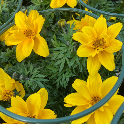 Bidens Ferulifolia Solaire Horizon