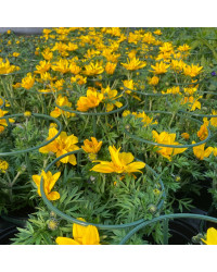 Bidens Ferulifolia Solaire Horizon