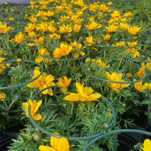 Bidens Ferulifolia Solaire Horizon