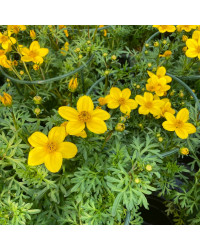 Bidens Ferulifolia Solaire Horizon