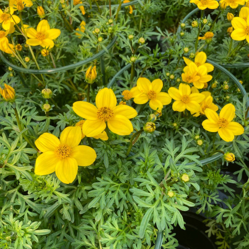 Bidens Ferulifolia Solaire Horizon