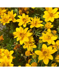 Bidens Ferulifolia Yellow Charm