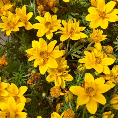 Bidens Ferulifolia Yellow Charm