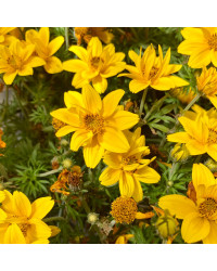 Bidens Ferulifolia Yellow Charm