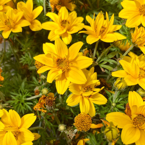 Bidens Ferulifolia Yellow Charm