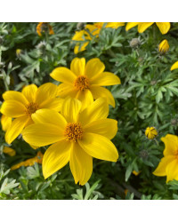 Bidens Ferulifolia Yellow Charm
