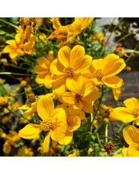 Bidens Ferulifolia Yellow Charm