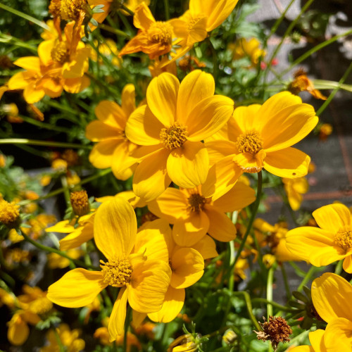 Bidens Ferulifolia Yellow Charm