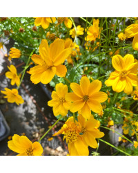 Bidens Ferulifolia Yellow Charm