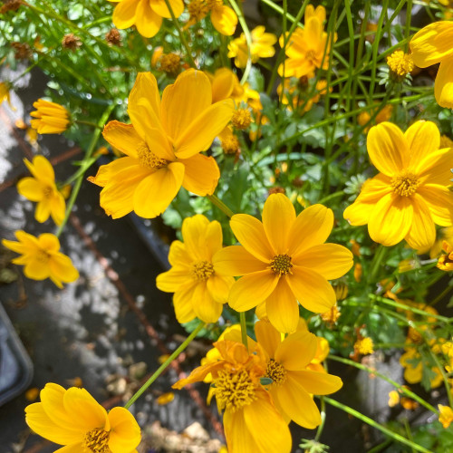 Bidens Ferulifolia Yellow Charm