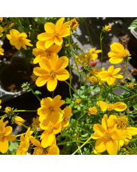 Bidens Ferulifolia Yellow Charm