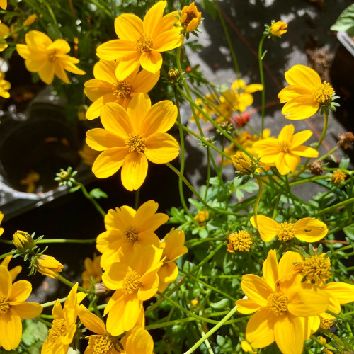 Bidens Ferulifolia Yellow Charm