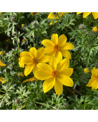 Bidens Ferulifolia Yellow Charm