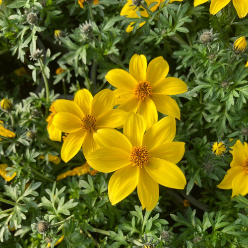 Bidens Ferulifolia Yellow Charm