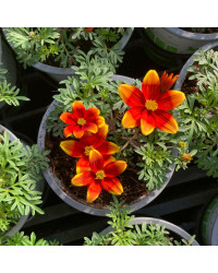Bidens Orange Beedance Blazing Glory