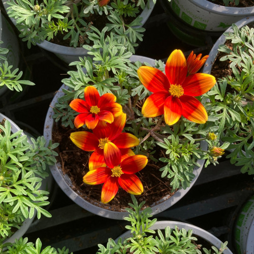 Bidens Orange Beedance Blazing Glory