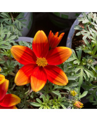Bidens Orange Beedance Blazing Glory