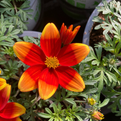 Bidens Orange Beedance Blazing Glory