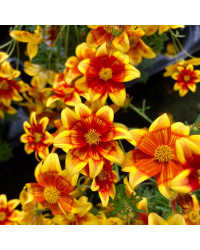 Bidens Orange Beedance Blazing Glory