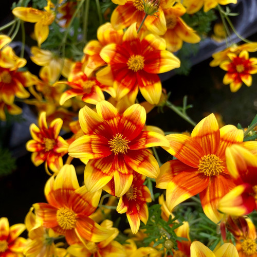 Bidens Orange Beedance Blazing Glory