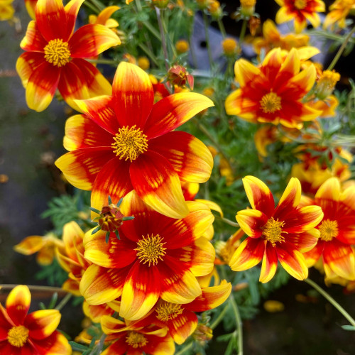Bidens Orange Beedance Blazing Glory