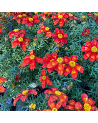 Bidens Orange Beedance Blazing Glory