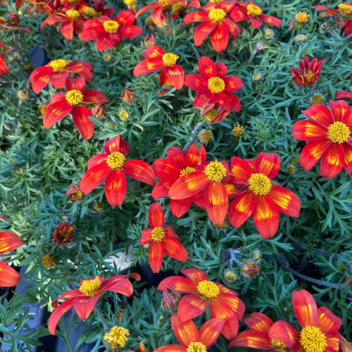 Bidens Orange Beedance Blazing Glory