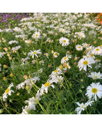 Brachyscome Surdaisy White