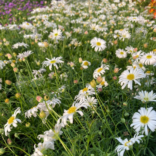 Brachyscome Surdaisy White