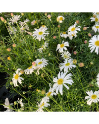Brachyscome Surdaisy White