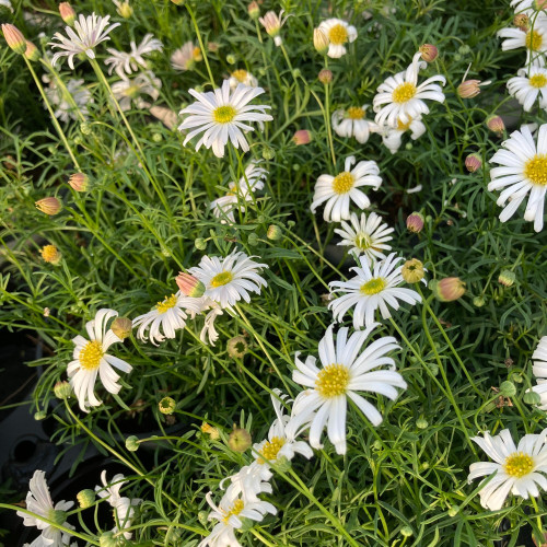 Brachyscome Surdaisy White