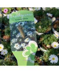 Brachyscome Surdaisy White
