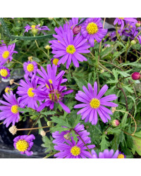 Brachychome Multifida Brasco